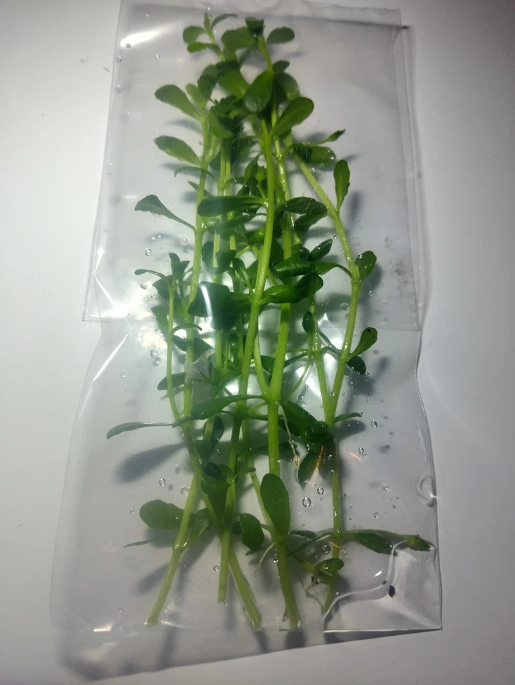 6 Stems - Bacopa Monnierei (Moneywort) Buy 2 Get 1 Free!