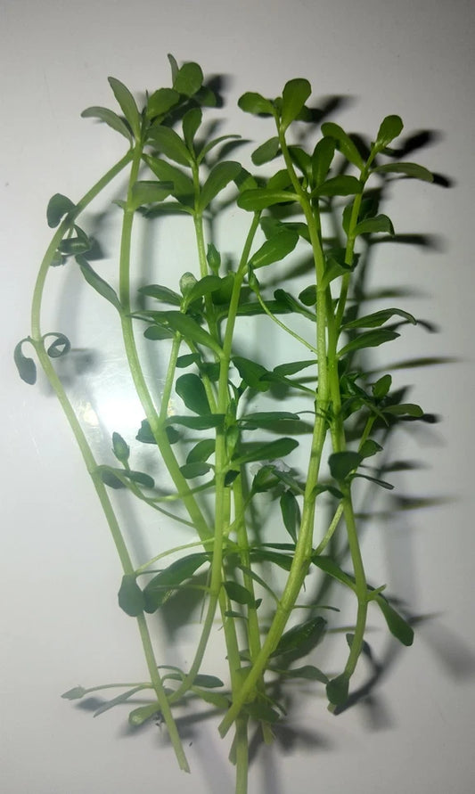 6 Stems - Bacopa Monnierei (Moneywort) Buy 2 Get 1 Free!