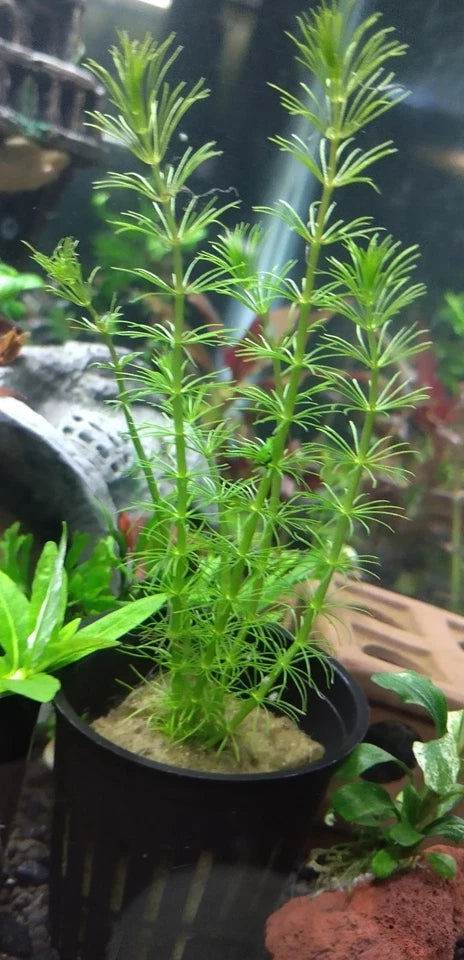 Bacopa Myriophylloides