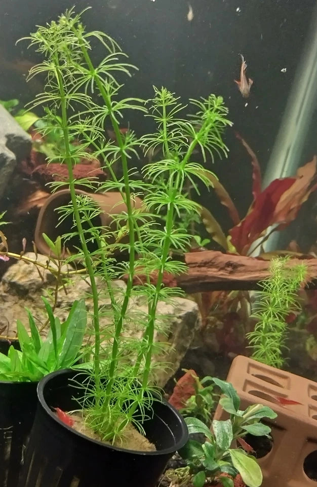 Bacopa Myriophylloides