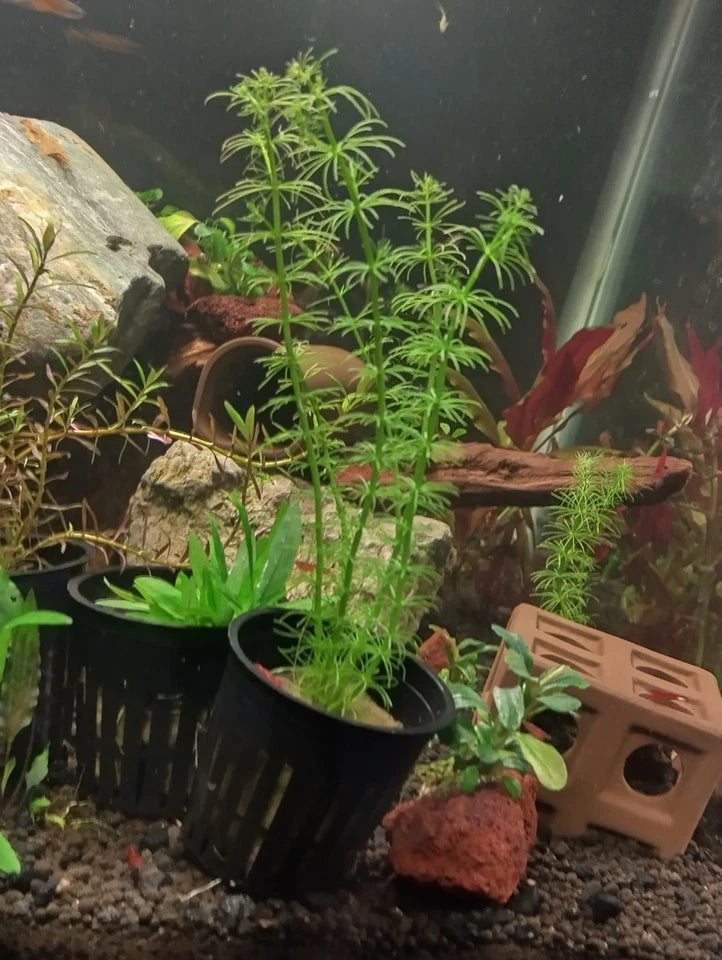Bacopa Myriophylloides