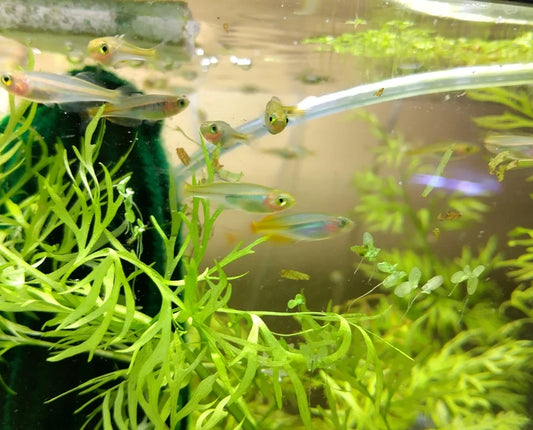 Boesemani Rainbow Fish 1"