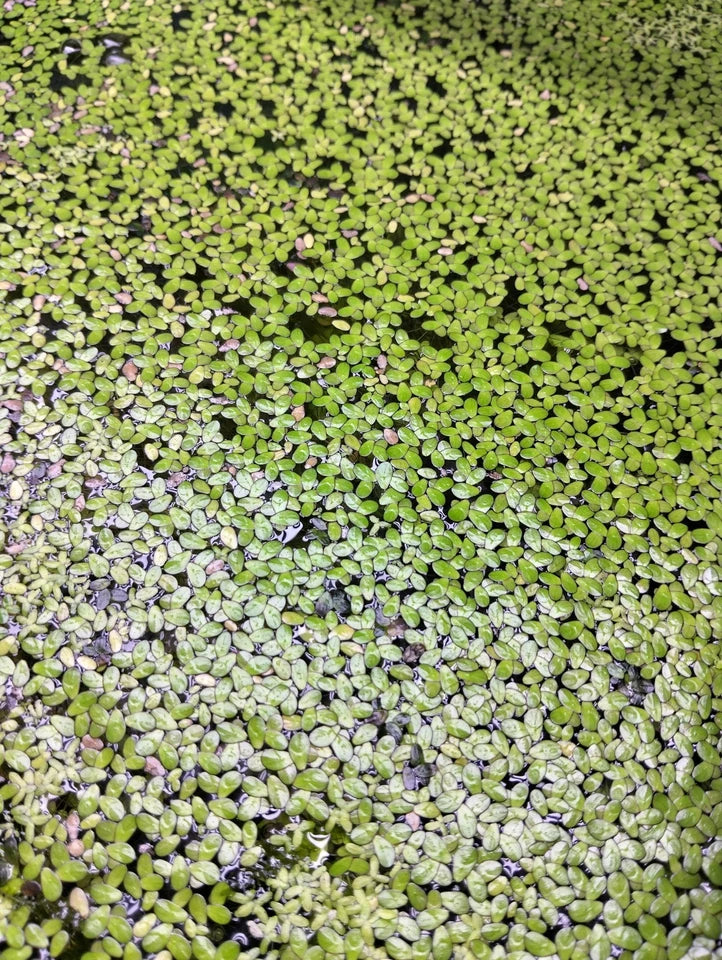 Duckweed 5.5oz (Buy 2 Get 1 Free!)