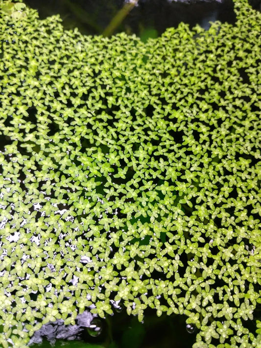 Duckweed 5.5oz (Buy 2 Get 1 Free!)