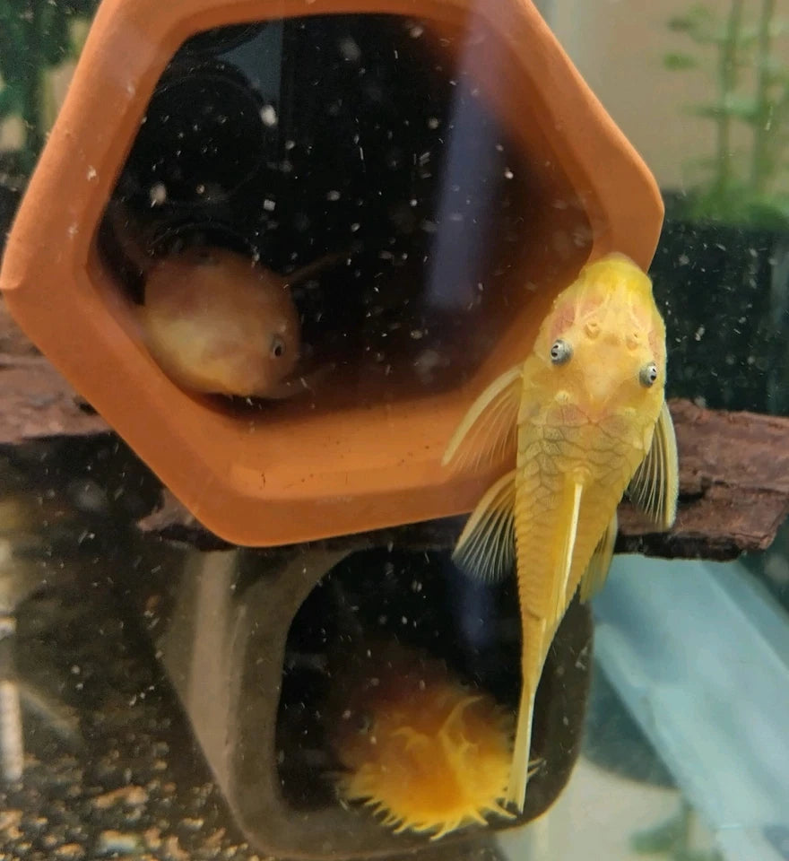 L144 Lemon Blue-eye Bristlenose Pleco 2"