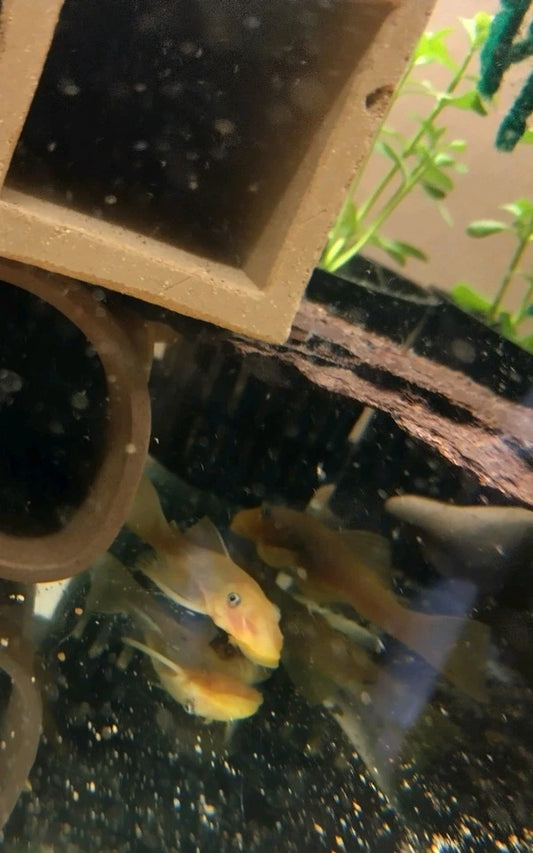 L144 Lemon Blue-eye Bristlenose Pleco 2"