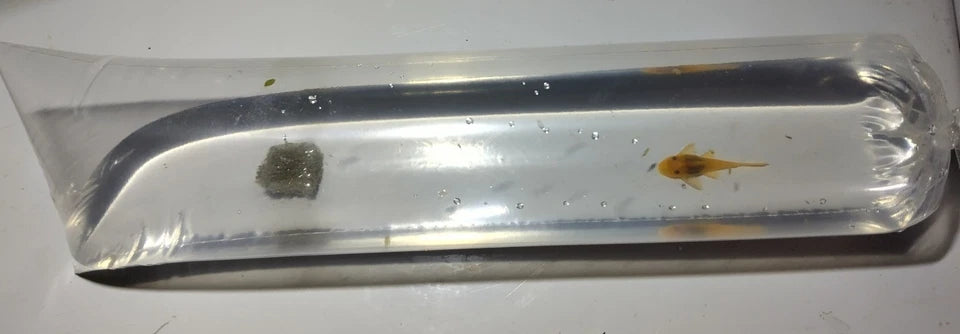 L144 Lemon Blue-eye Bristlenose Pleco Shortfin 1"