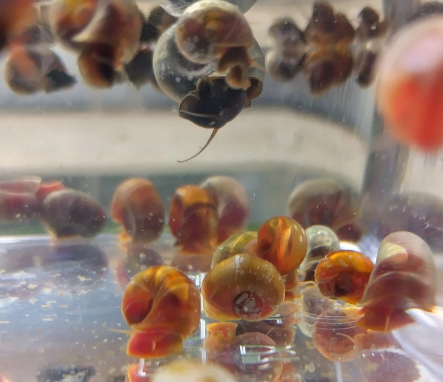 Mixed Ramshorn Snails