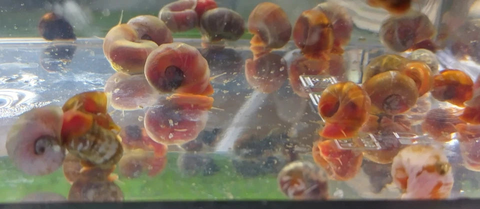Mixed Ramshorn Snails