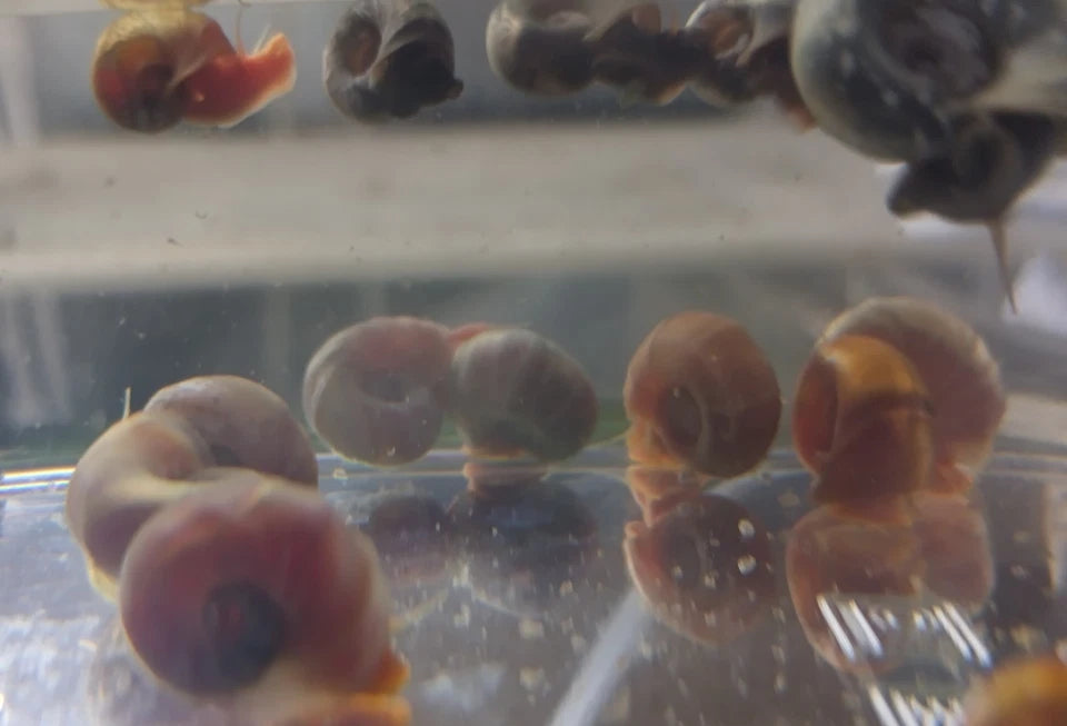 Mixed Ramshorn Snails