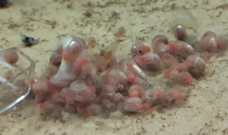 Mixed Ramshorn Snails