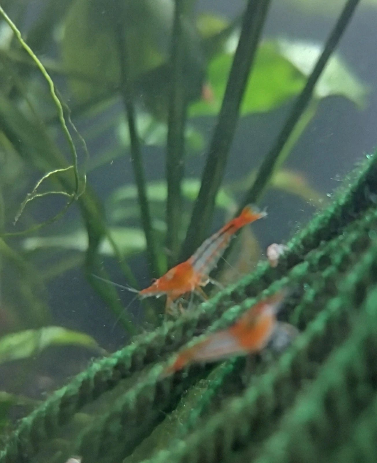10+2 Orange Rili Shrimp