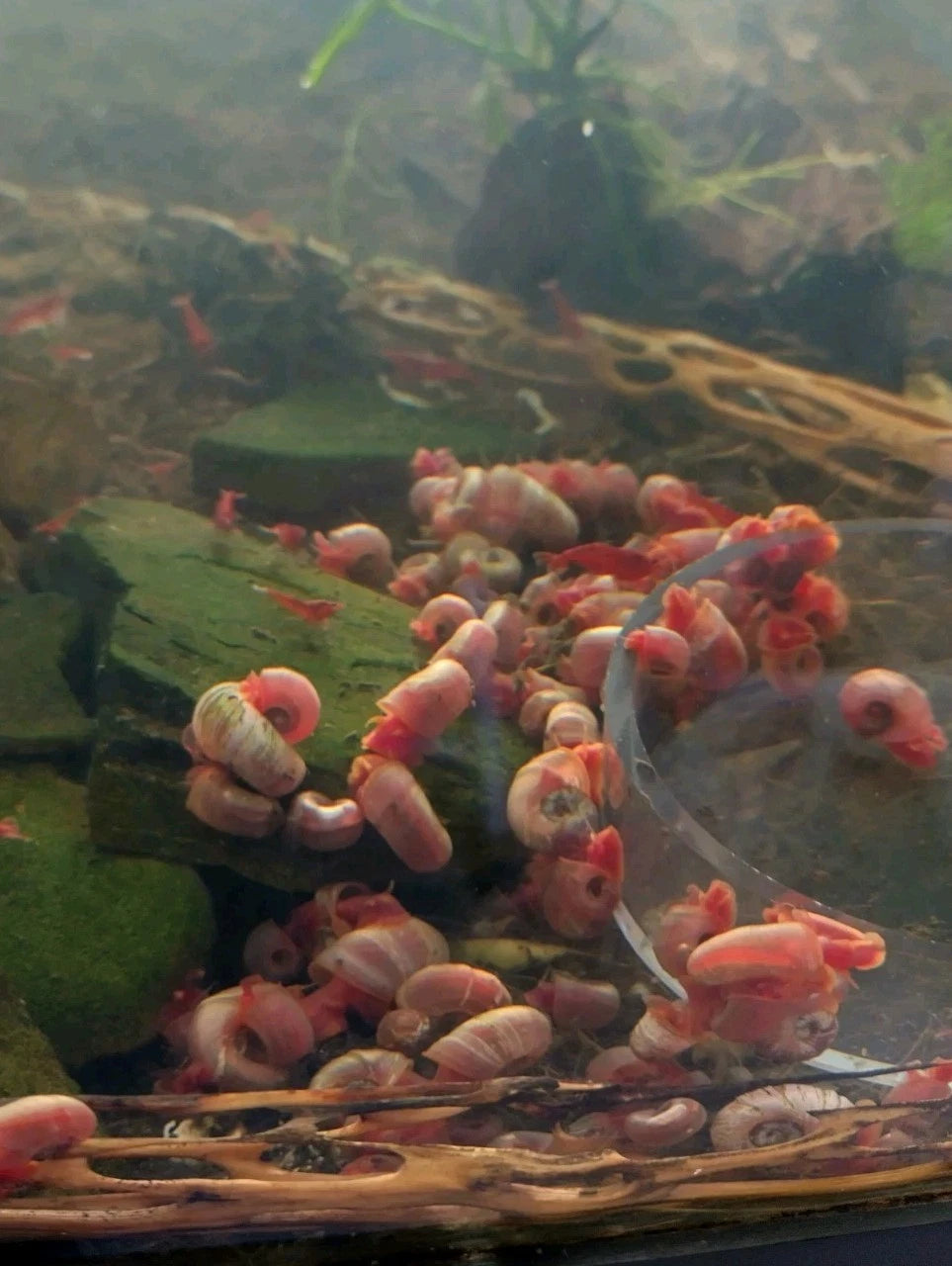Pink Ramshorn Snails