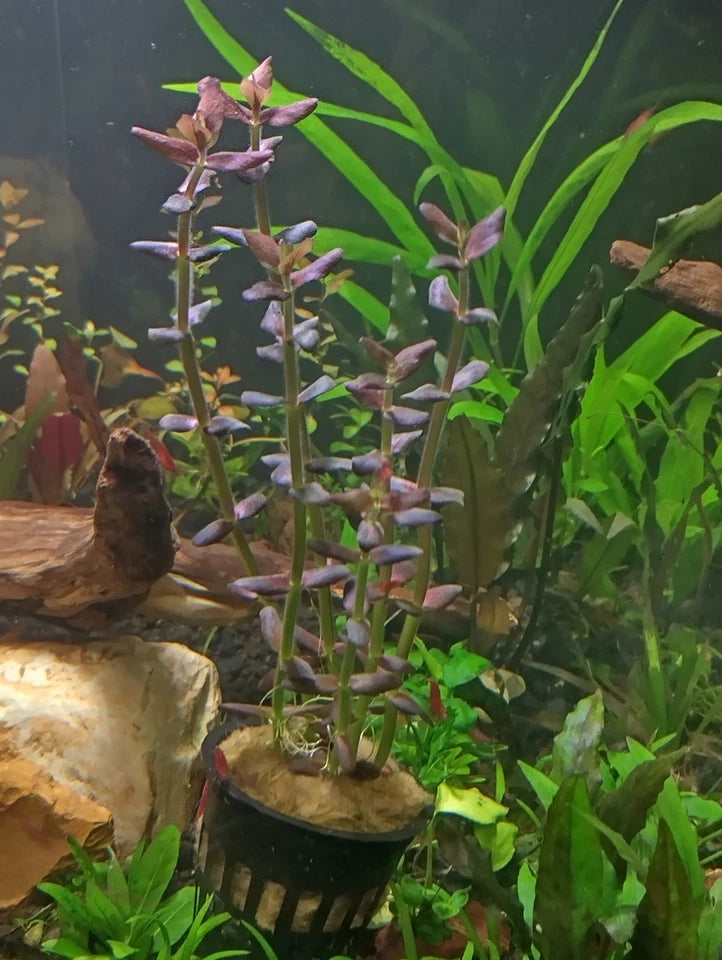 Bacopa salzmanni (Purple)