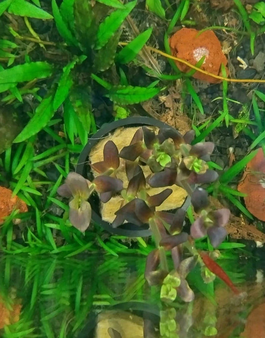 Bacopa salzmanni (Purple)