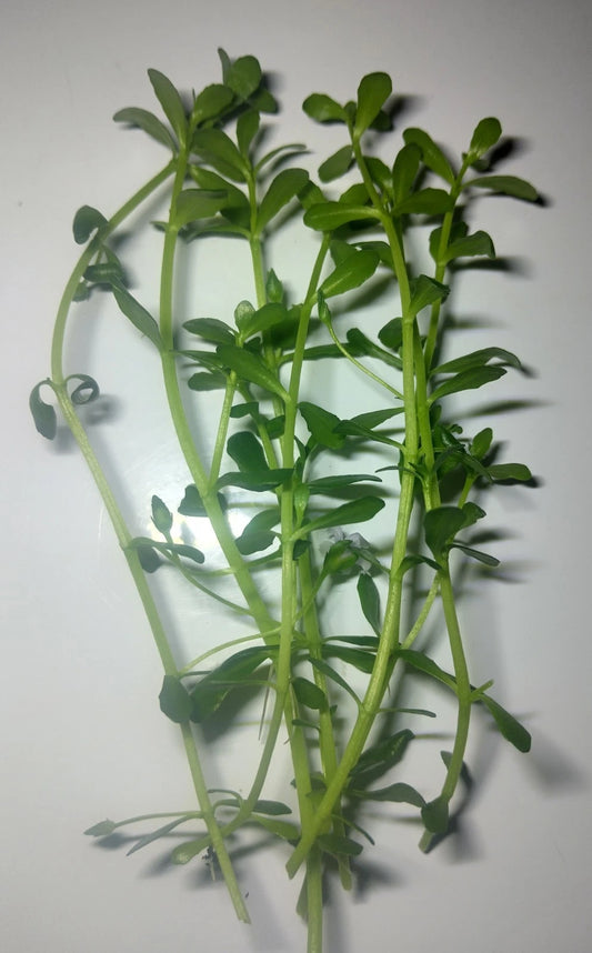 6 Stems - Bacopa Monnierei (Moneywort) Buy 2 Get 1 Free!