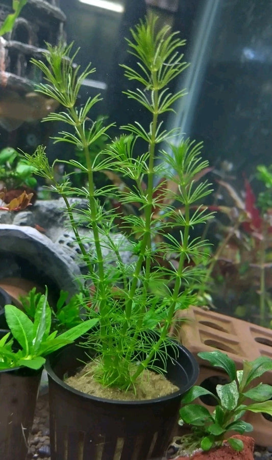 Bacopa Myriophylloides