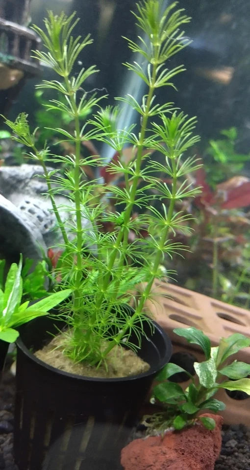 Bacopa Myriophylloides