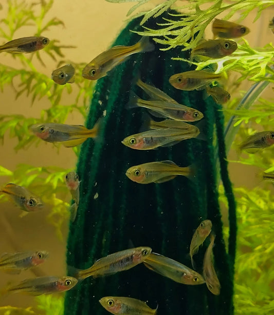 Boesemani Rainbow Fish 1"