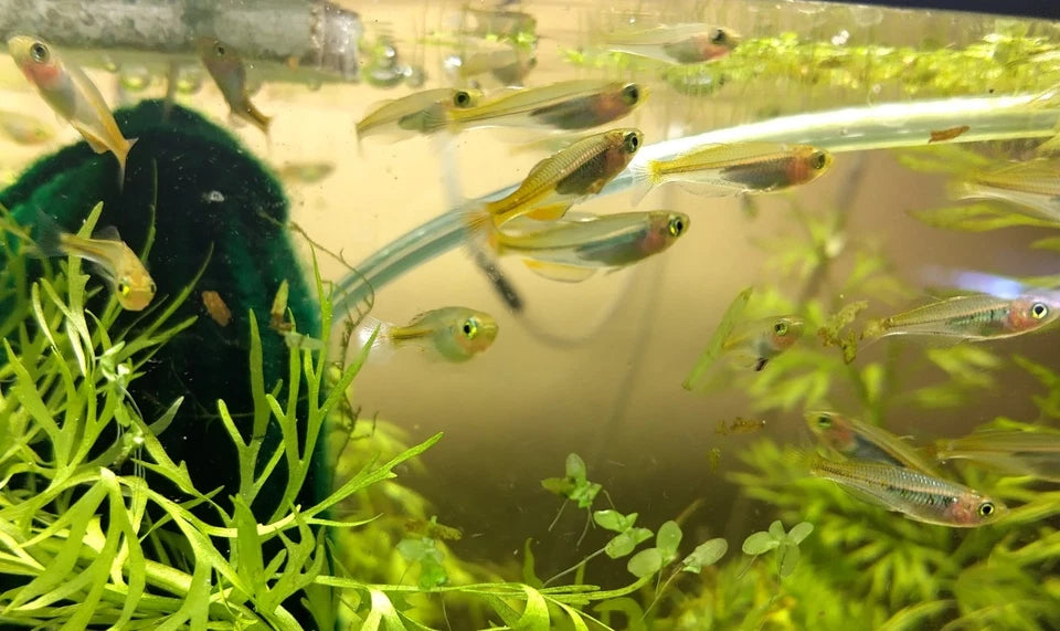 Boesemani Rainbow Fish 1"