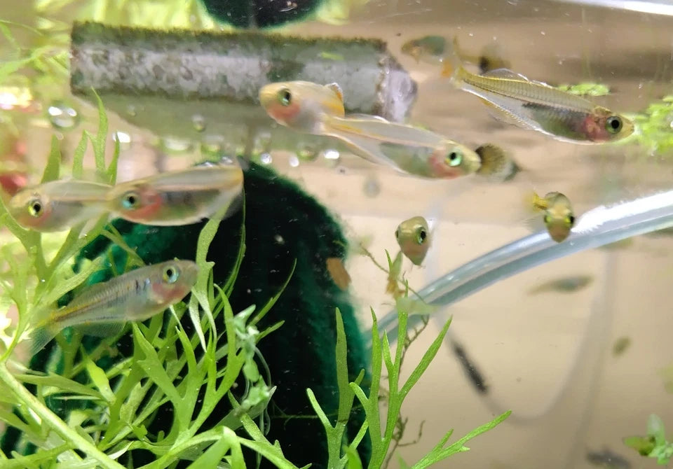 Boesemani Rainbow Fish 1"