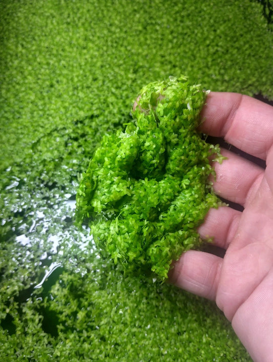 Duckweed 5.5oz (Buy 2 Get 1 Free!)