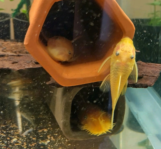 L144 Lemon Blue-eye Bristlenose Pleco 2"
