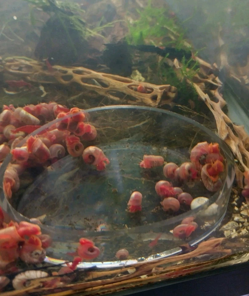 Pink Ramshorn Snails