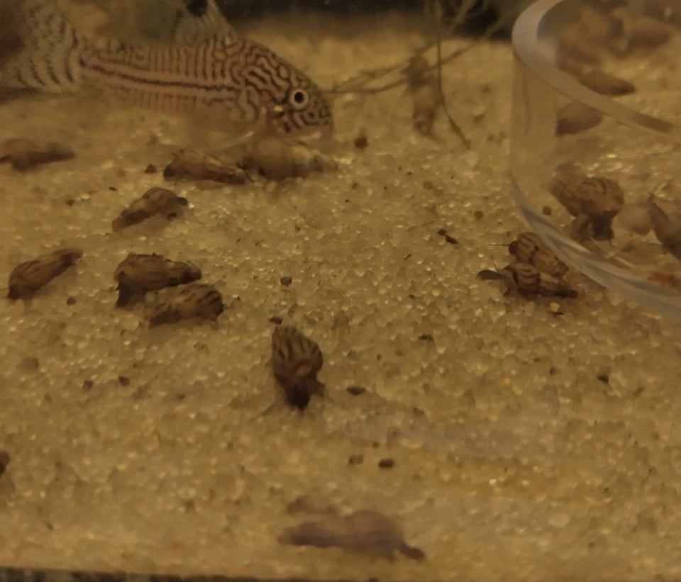 10+2 Malaysian Trumpet Snails (MTS)
