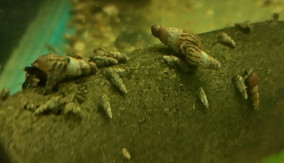 10+2 Malaysian Trumpet Snails (MTS)