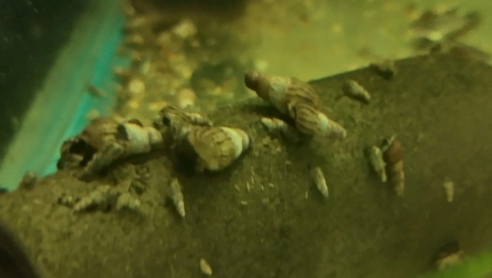 10+2 Malaysian Trumpet Snails (MTS)