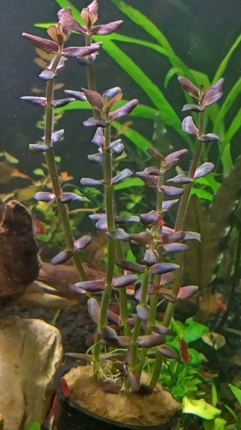 bacopa salzmanni