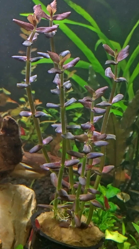 bacopa salzmanni